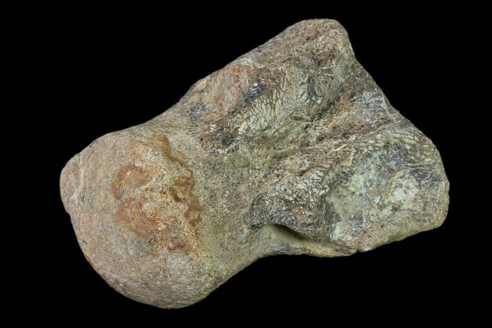 Fossil Mosasaur (Platecarpus) Caudal Vertebra - Kansas #136661